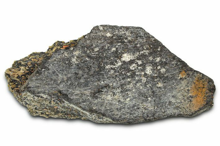 Ornithischian Dinosaur (Camptosaurus) Rib Section - Wyoming #378312